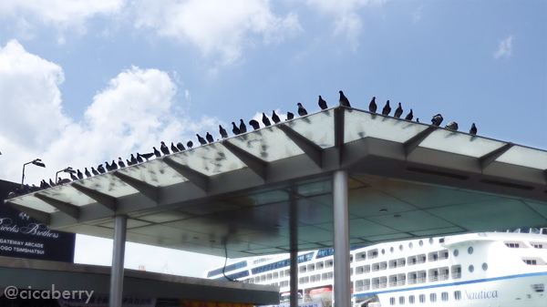 香港　鳩　整列