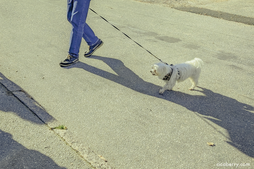 Slottsskogens djurpark