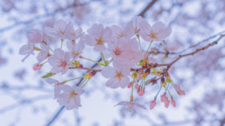 東京の日本橋の桜